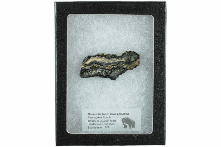Mammoth Molar Slice with Case - South Carolina #238448